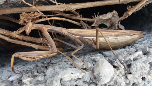 Réf. 274 496 : Mantis religiosa